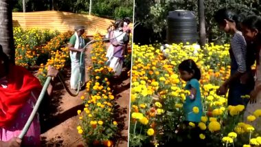 Marigold Farming in Kerala Video: Tourists and Visitors Flock to Pallichal Grama Panchayat To See Blooming Marigold Flowers, Viral Clip Surfaces