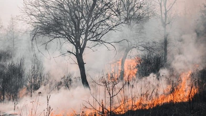 Hawaii Wildfire Video: People Jump in Ocean to After Forest Fires in Maui, Viral Clip Surfaces