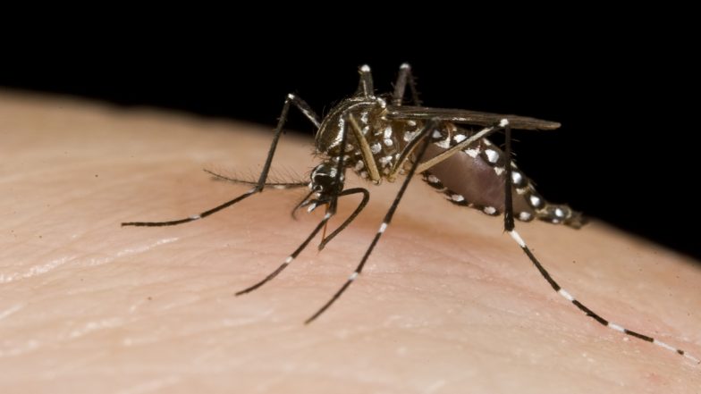 World Mosquito Day 2023: Know Date and Significance Of The Global Event ...