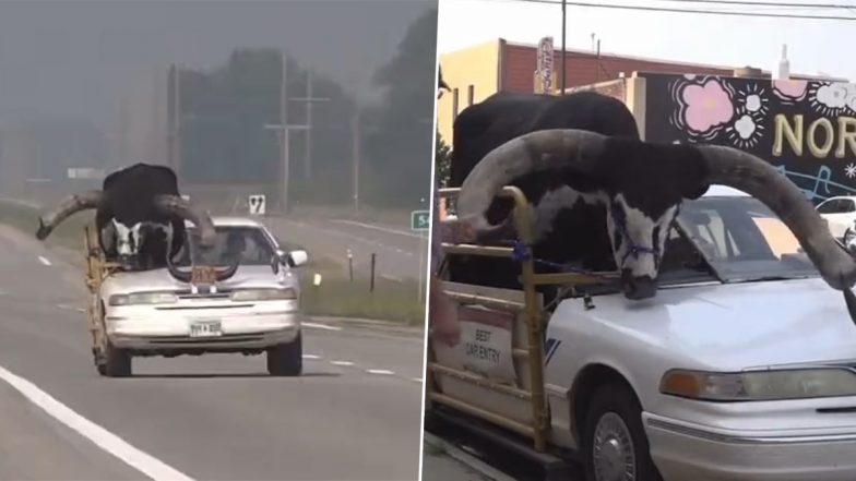 Bull Riding As Passenger in US Video: Man Drives Car With Bull As Co-Passenger in Nebraska Before Cops Pull Him Over, Viral Clip Surfaces