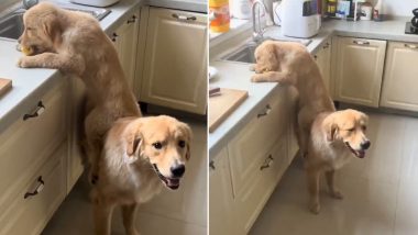 Cute Puppy Comfortably Sits on Father Dog To Eat off Kitchen Slab, Watch Viral Video