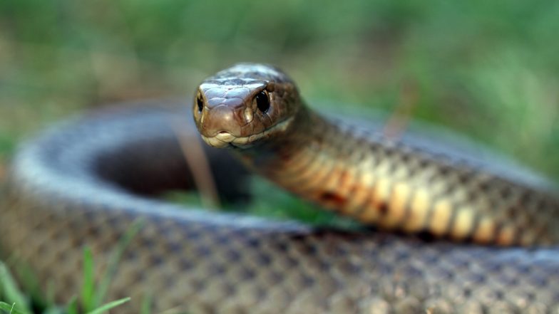 Snake Rescued from Thane Hospital: Serpent Enters ICU Unit of Kalyan's Siddhivinayak Hospital, Released Into Natural Habitat (Watch Video)