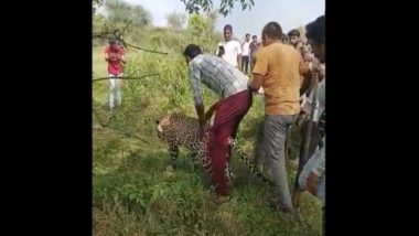 Madhya Pradesh: Locals Walk and Take Selfies With Sick Leopard in Dewas; Video Goes Viral