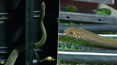 Cameraman Moves Away in Fear After Snake Sneaks Into R Premadasa Stadium During B-Love Kandy vs Jaffna Kings LPL 2023 Match, Video Goes Viral