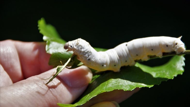 Live Worm Found in Packed Meat in US! Woman Finds White Parasite Worm Wriggling in Salmon at Supermarket in South Carolina