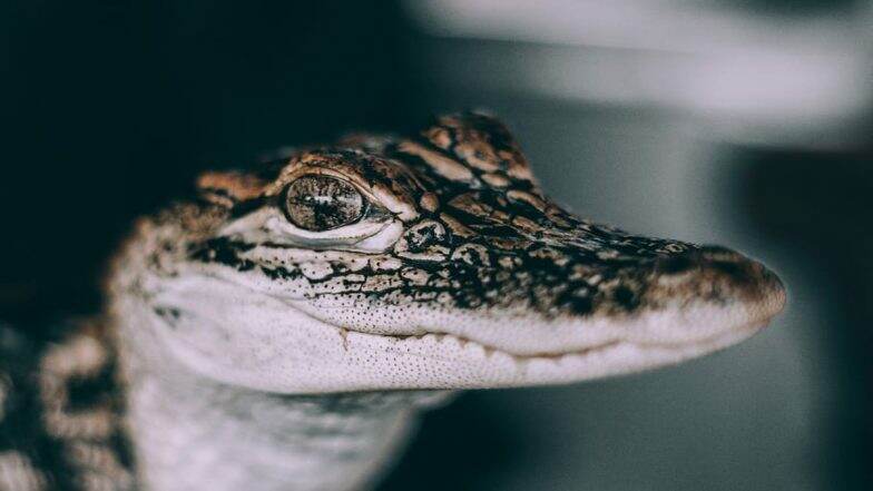 Alligator Caught in New Jersey Video: Reptile Roaming in the Community For Two Weeks Captured and Relocated to Cape May Zoo (Watch Video)