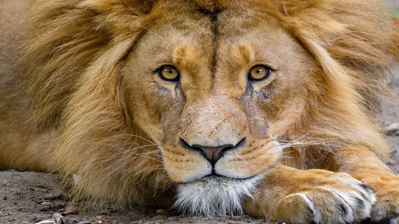 World Lion Day 2023: Netizens Share Videos of the Majestic Animal on the Day Observed to Protect the King of the Jungle