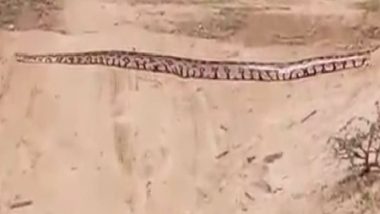 Assam: 18-Feet Long Python Rescued From Tea Garden in Nagaon District