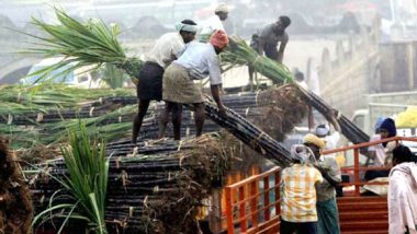 Lack of Rain May Bring Down Sugar Production in Maharashtra, Karnataka, Says Official; Export Ban May Be Possibility