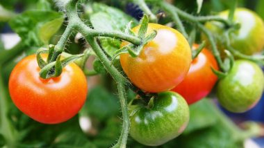 How To Grow Tomatoes at Home? Here Are Some Tips To Help You Grow the Red Vegetable Amid Soaring Prices