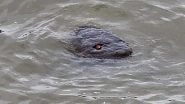 'Baby Godzilla' Spotted in Thames? Terrifying Photo of 'Red-Eyed Sea Creature' Floating in London River Surfaces Online