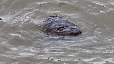 'Baby Godzilla' Spotted in Thames? Terrifying Photo of 'Red-Eyed Sea Creature' Floating in London River Surfaces Online