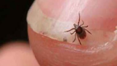Odisha Government on Alert Mode Due to Seasonal Upsurge of Scrub Typhus and Leptospirosis, Five Die of Bacterial Disease
