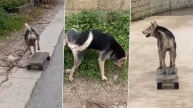 Cute Dog Takes a Pee Break While Skateboarding on Street, Funny Video Goes Viral