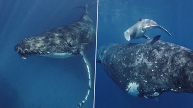 Diver Captures Beautiful Visual of Humpback Whale With its Calf, Incredible Marine Footage Goes Viral