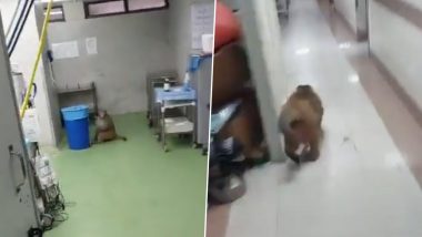 Monkey Breaks Into Neurosurgery Department's Operation Theatre in Delhi Hospital, Staff Chases it Away With Sticks (Watch Video)