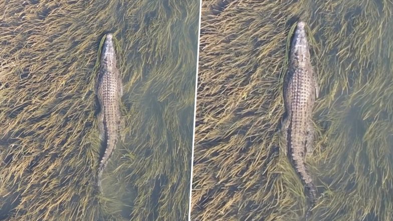 Largest Living Reptile in the World are Saltwater Crocodiles Weighing in at Over 1000 Kgs (See Video)