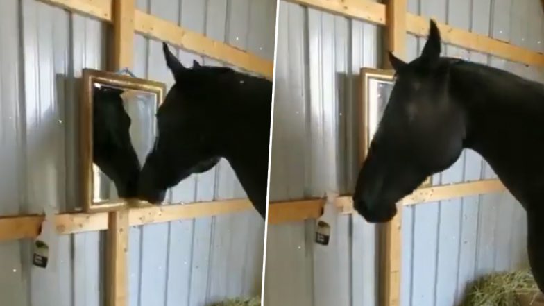 Horse Gets Stunned by His Own Reflection After Seeing Himself in Mirror For the First Time Ever, Cute Video Goes Viral