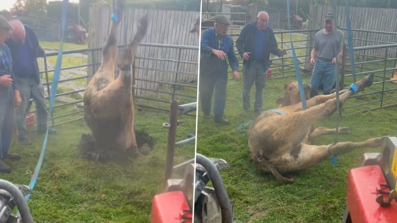 Bullock Falls Into a Sinkhole at a Farm in UK's Durham, Rescued Later by Three Men (Watch Video)