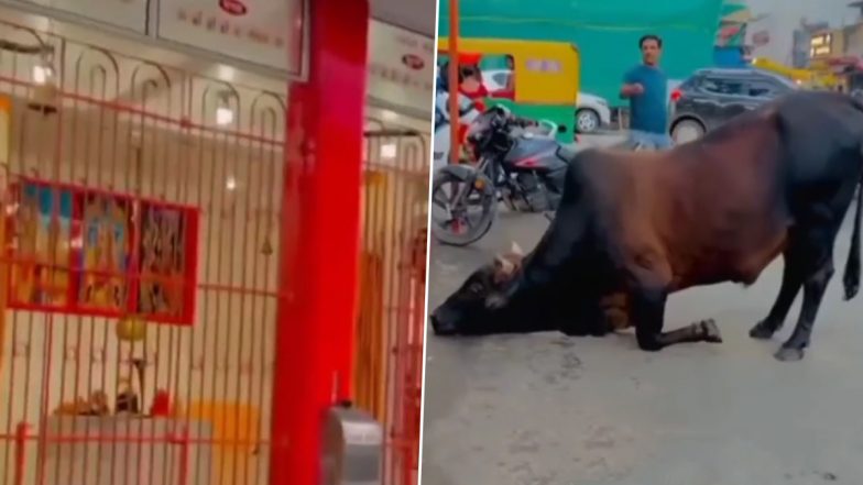 Nandi Bows Down Before Lord Shiva Outside Temple, Video Goes Viral