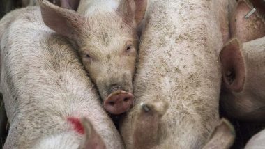 Pandemic Scare: New Strains of Influenza A Virus Found in Pigs Raise Pandemic Risk