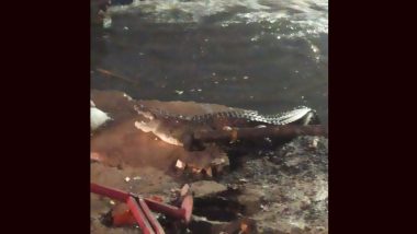 Crocodile in Hyderabad: Reptile Surfaces out of Open Drain in Khairatabad (Watch Video)