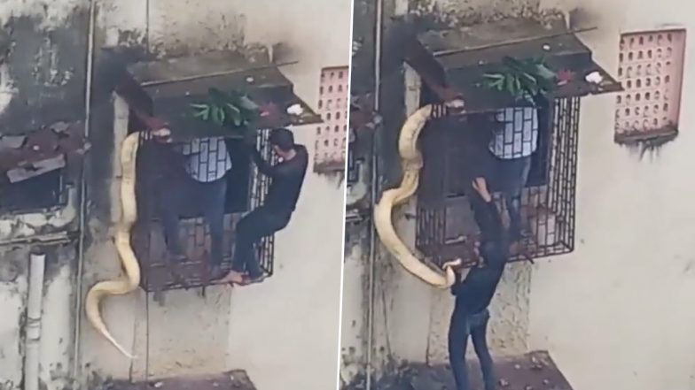 Python Found in Thane? Viral Video Shows Two Men Rescuing Giant Snake Crawling Flat Window