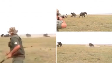 Elephants Attack Hunters After They Shoot and Kill Member of Herd in Namibia, Old Video Goes Viral Again