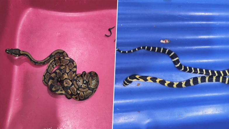 Bengaluru: Airport Customs Seize 78 Wild Animals in Baggage, Including Cobras and Pythons (See Pics)