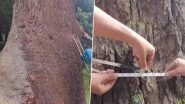 Jammu and Kashmir: World&rsquo;s Largest Cedar Tree Found in Doda&rsquo;s Bhaderwah Forest, Say Officials (Watch Video)