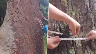 Jammu and Kashmir: World’s Largest Cedar Tree Found in Doda’s Bhaderwah Forest, Say Officials (Watch Video)