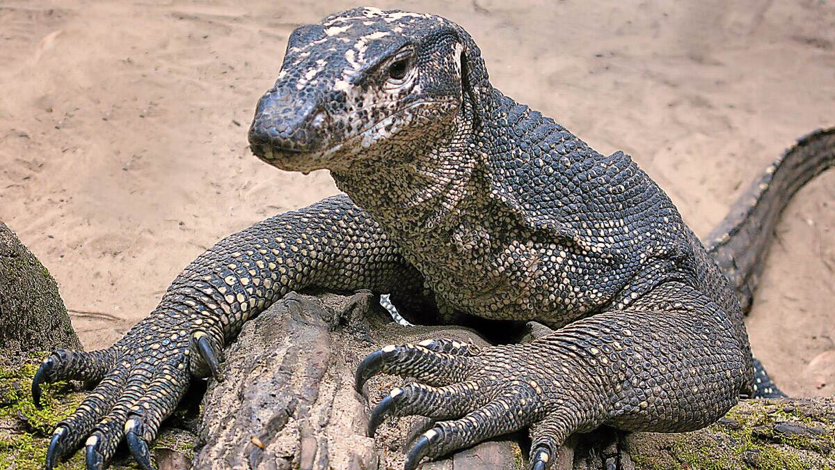 India News Pythons Monitor Lizards Allegedly Stolen From Marine Aqua 