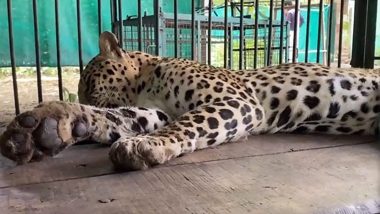 Madhya Pradesh: Leopard With Whom Villagers in Dewas Were Spotted Playing and Taking Selfies, Dies in Indore Zoo During Treatment