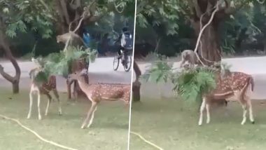 Monkey Helps Deer Eat Leaves by Lowering the Branches of a Tree, Video of the Helpful Act Goes Viral