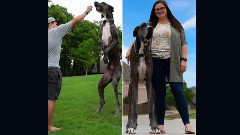 World's Tallest Dog Zeus Dies of Cancer, Guinness World Record Holder Passes Away at the Age of 3