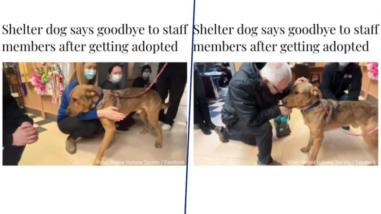 Shelter Dog Expresses Heartfelt Goodbye to Staff Members After Getting Adopted, Heartwarming Video Goes Viral