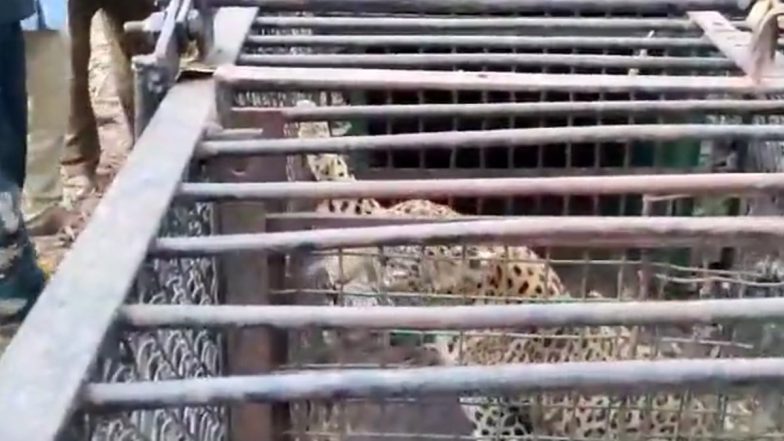 Leopard in Tirumala Video: Big Cat Caught Near Narasimha Swamy Temple, Fifth in Month