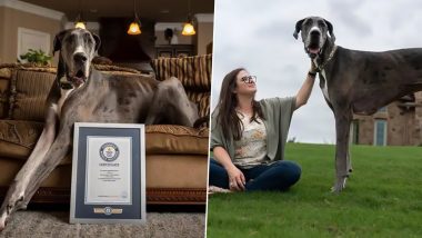 World’s Tallest Dog Guinness Record Holder Zeus' Front Leg Amputated Due to Cancer