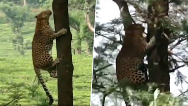 Leopard Shows Incredible Strength and Agility By Jumping From Tree to Tree, Video of the Wild Animal Goes Viral