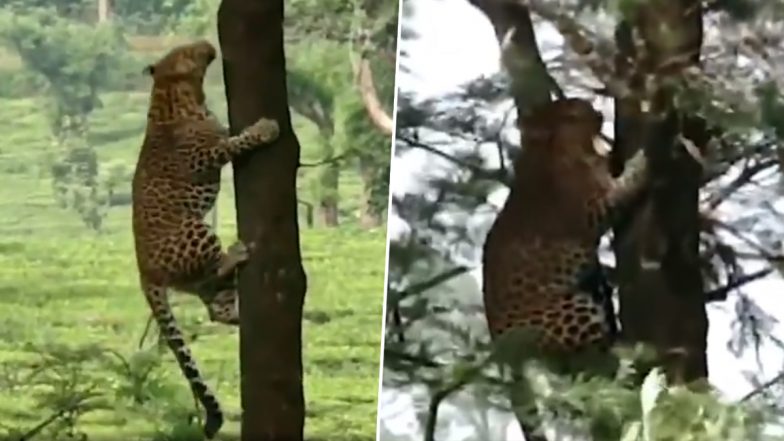 Leopard Shows Incredible Strength and Agility By Jumping From Tree to Tree, Video of the Wild Animal Goes Viral