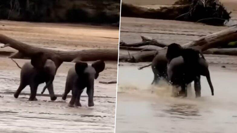 Cute Baby Elephants Race With Each Other to See Who's the Fastest, Adorable Videos of the Calves Goes Viral