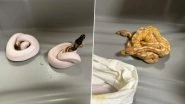 Major Wildlife Smuggling Attempt Foiled: Man With 12 Pythons Arrested at Chennai Airport (See Pics)