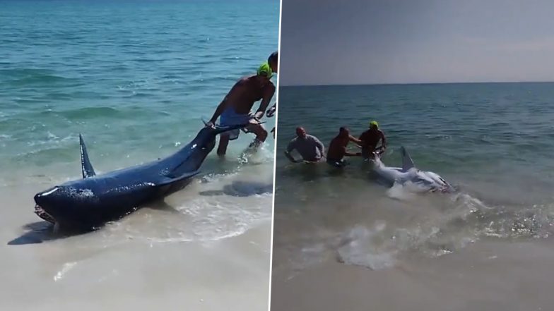 Mako Shark Rescued in US: Beachgoers Push Giant Shark Stranded on Florida Beach Into Water, Rescue Video Goes Viral