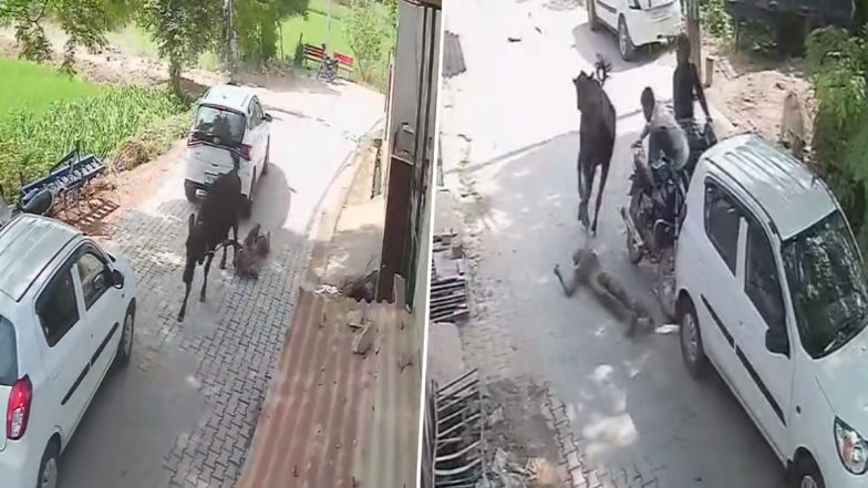 Cow Attack in Punjab Video: Elderly Man Dies After Being Dragged by Cattle for 100 Metres in Mohali, Terrifying Incident Caught on CCTV Camera