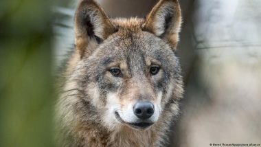 Wolf: Good for Nature Recover, but Danger for Humans