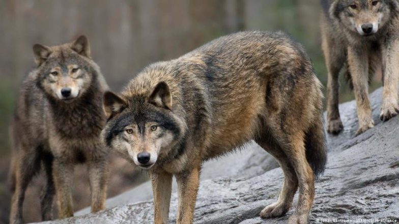 EU überdenkt Schutzstatus des Wolfes, Deutschland erwägt Tötung