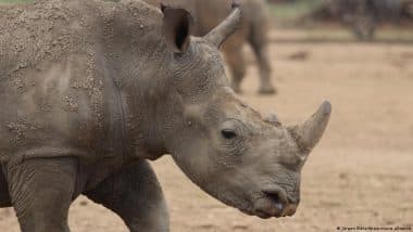 South Africa: World's Largest Rhino Farm Bought by NGO