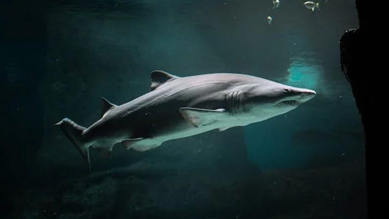 Australia: Three Sailors From Russia and France Rescued off Australian Coast After Sharks Attack Their Boat in Coral Sea