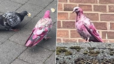Mystery Bird Spotted in UK: Pink Pigeon Found Roaming in Manchester Streets, Pics Go Viral