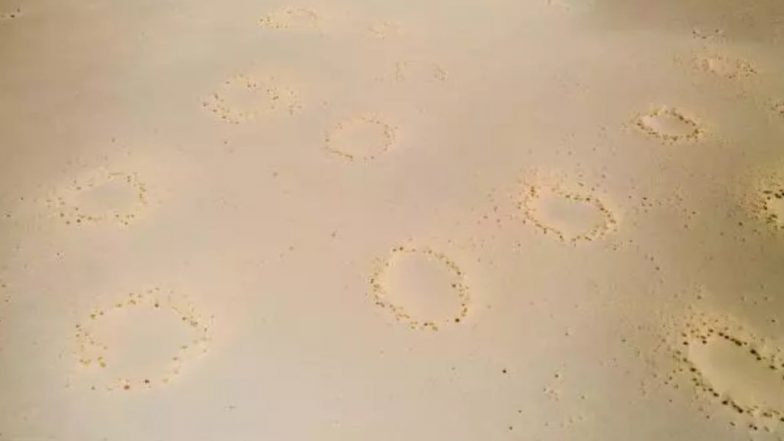 ‘Fairy Circles’ Mystery Shrouds As Scientists Discover Peculiar Phenomenon in 250 Locations Across 15 Countries